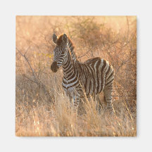 Zebra foal in morning sunrise photo