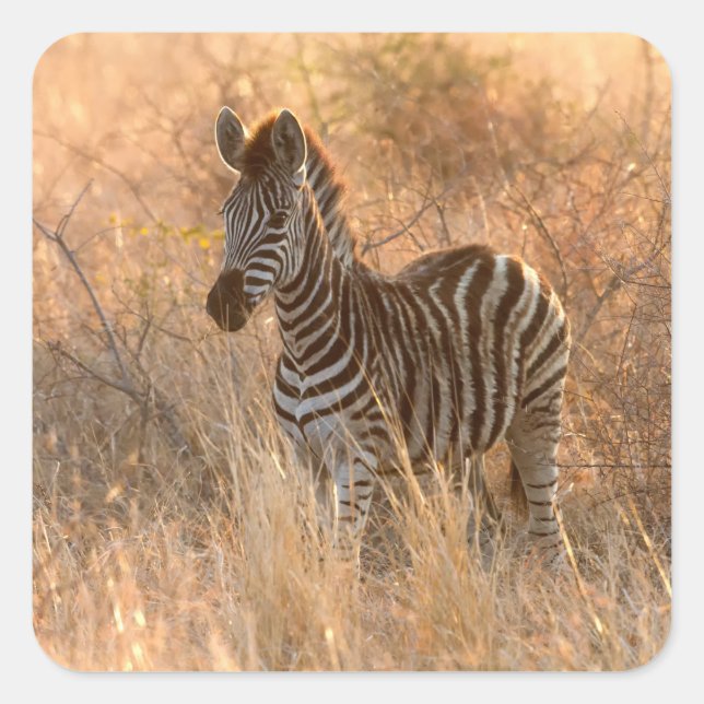 Zebra foal in morning sunrise photo square sticker (Front)