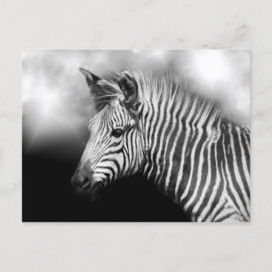 Zebra Foal Postcard