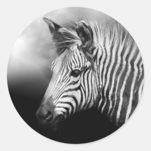 Zebra Foal Poster Classic Round Sticker