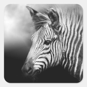 Zebra Foal Square Sticker