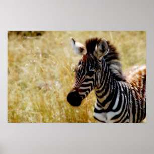 Zebra foal wildlife posters, prints, pictures poster