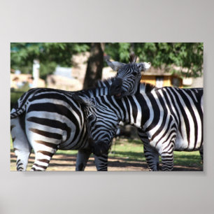 Zebra Friends Poster