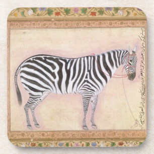 Zebra, from the 'Minto Album', 1621 (gouache on pa Coaster