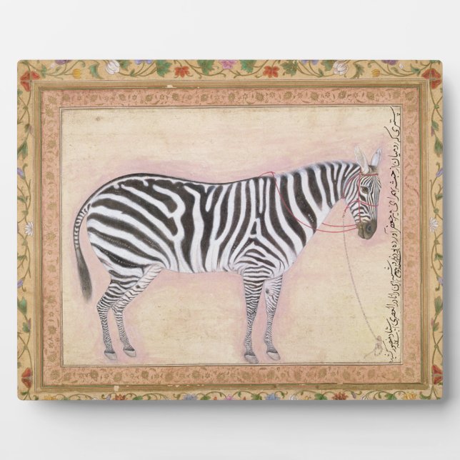Zebra, from the 'Minto Album', 1621 (gouache on pa Plaque (Front)