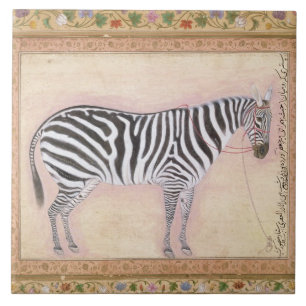 Zebra, from the 'Minto Album', 1621 (gouache on pa Tile