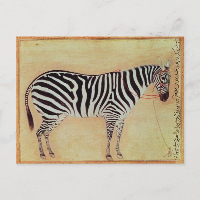 Zebra, from the "Minto Album", Mughal, 1621, Postcard (Front)