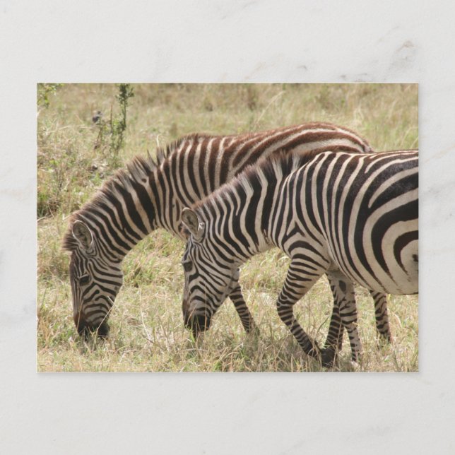 zebra grazing postcard (Front)