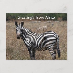 zebra greetings postcard