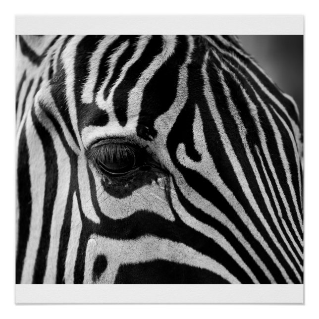 Zebra Head Black and White Photo Glossy Poster (Front)