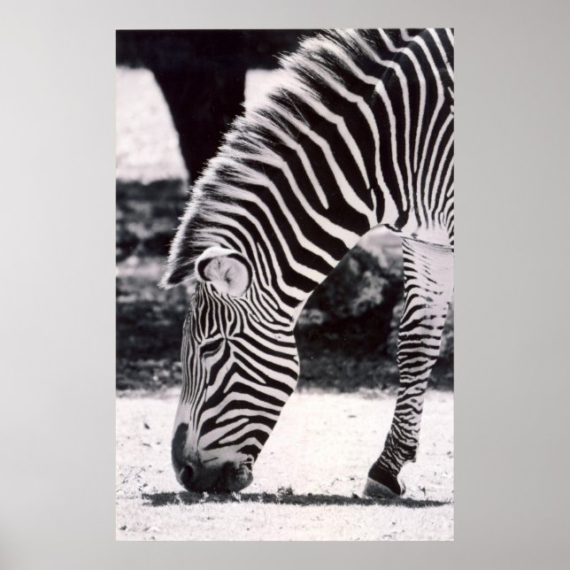 Zebra head - black and white poster (Front)