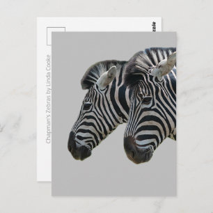 Zebra Heads Postcard