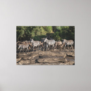 Zebra Herd Natural African Setting Metal Print
