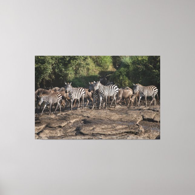 Zebra Herd Natural African Setting Metal Print (Front)
