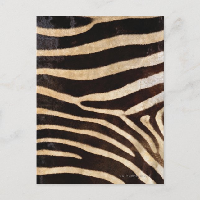 Zebra Hide 2 Postcard (Front)
