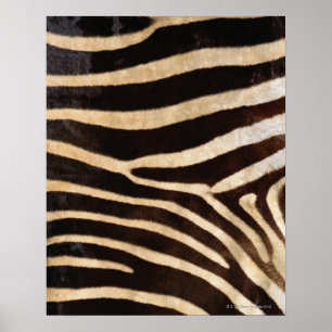 Zebra Hide 2 Poster
