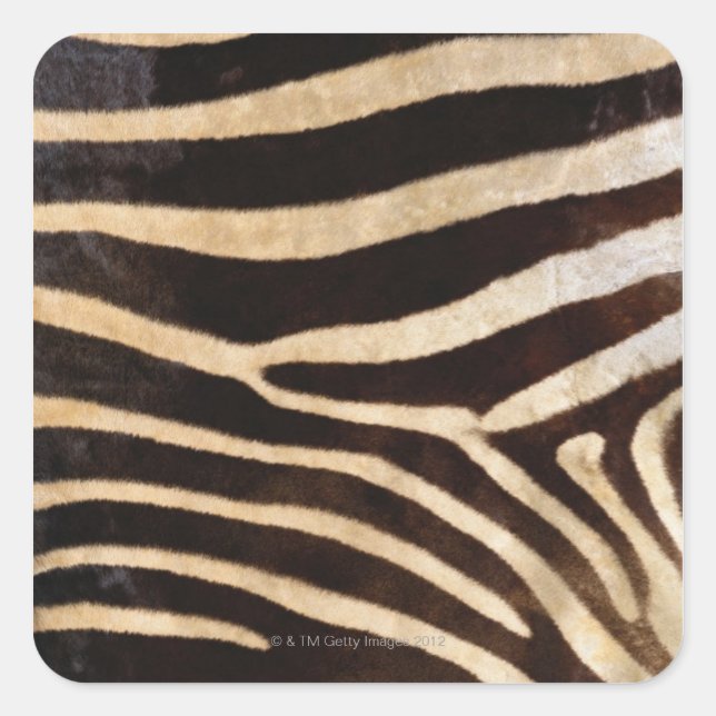 Zebra Hide 2 Square Sticker (Front)