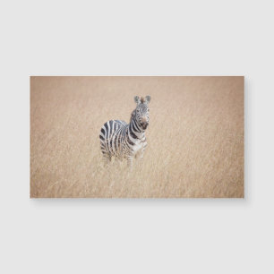 Zebra in high grass