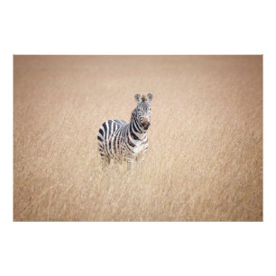 Zebra in high grass photo print