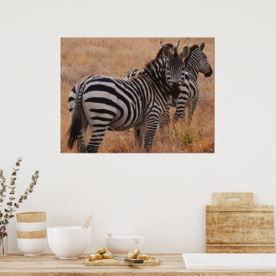 Zebra in Kenya Poster