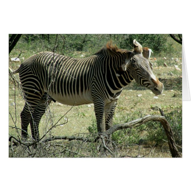 Zebra in Motion (Front Horizontal)