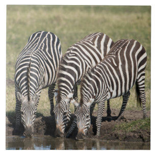 Zebra In Natural African Setting Ceramic Tile