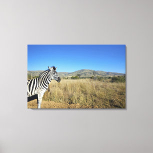 Zebra in open plain, Pilansberg National Park, Canvas Print