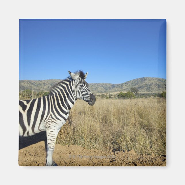 Zebra in open plain, Pilansberg National Park, Magnet (Front)