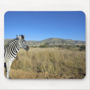 Zebra in open plain, Pilansberg National Park, Mouse Mat