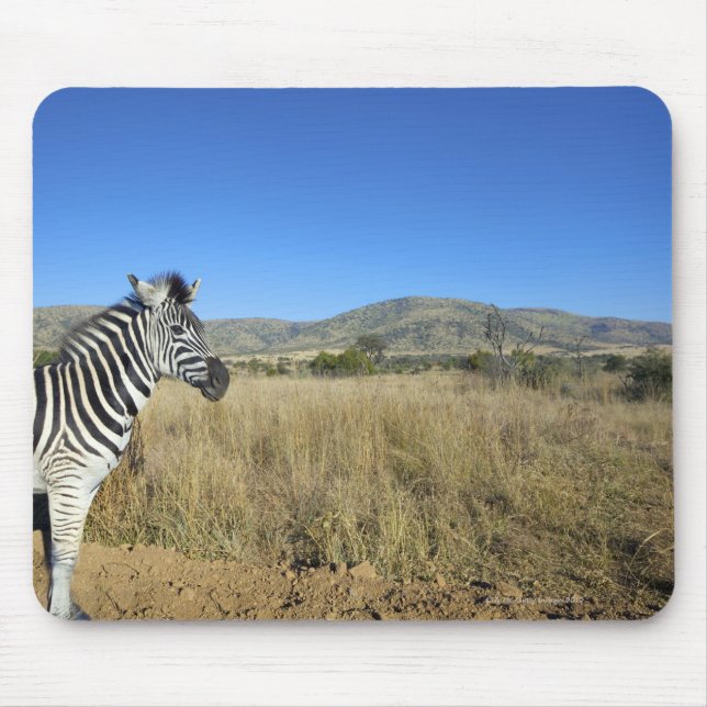 Zebra in open plain, Pilansberg National Park, Mouse Mat (Front)