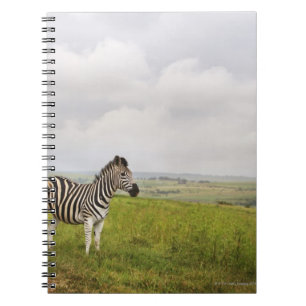 Zebra in the countryside, South Africa Notebook