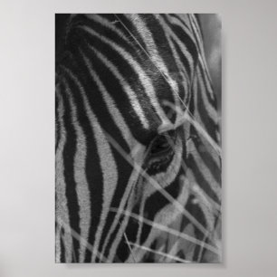 Zebra in the Grass Poster