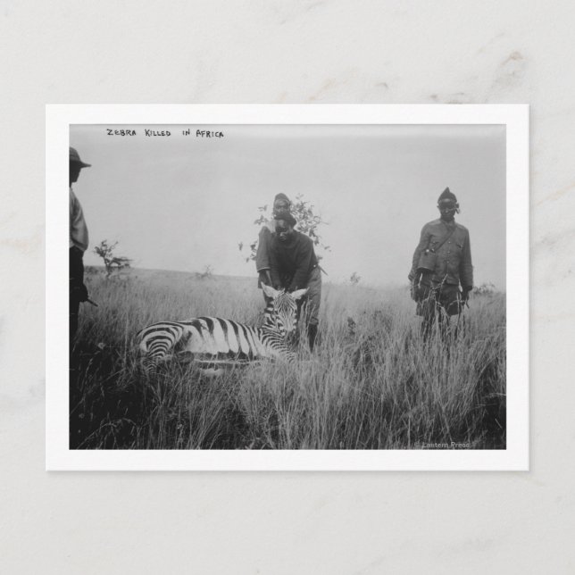Zebra Killed by Natives in Africa Photograph Postcard (Front)