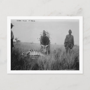 Zebra Killed by Natives in Africa Photograph Postcard