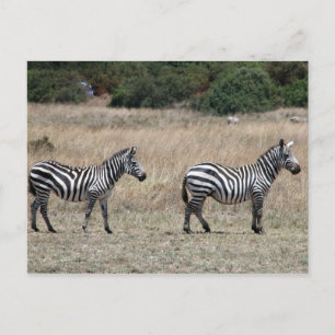 zebra lines postcard