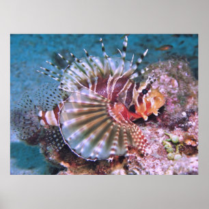 Zebra Lionfish Poster