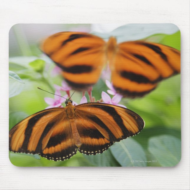 Zebra Long Wing Butterfly 2 Mouse Mat (Front)