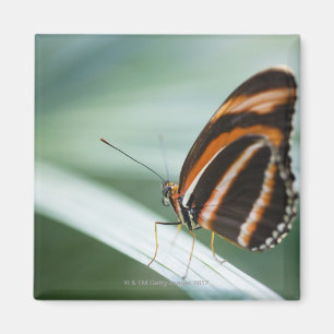 Zebra Long Wing Butterfly Magnet