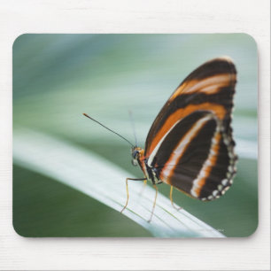 Zebra Long Wing Butterfly Mouse Mat