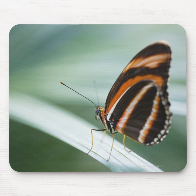 Zebra Long Wing Butterfly Mouse Mat (Front)