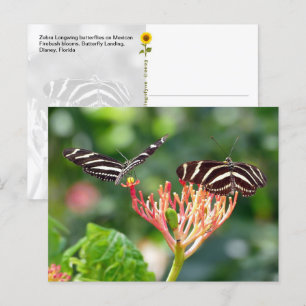 Zebra Longwing Butterflies, FL – postcard