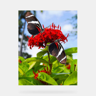 Zebra longwing butterflies on red flowers acrylic sign