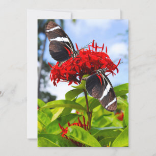 Zebra longwing butterflies on red flowers holiday card