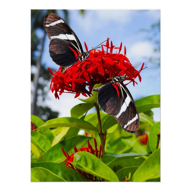 Zebra longwing butterflies on red flowers poster (Front)