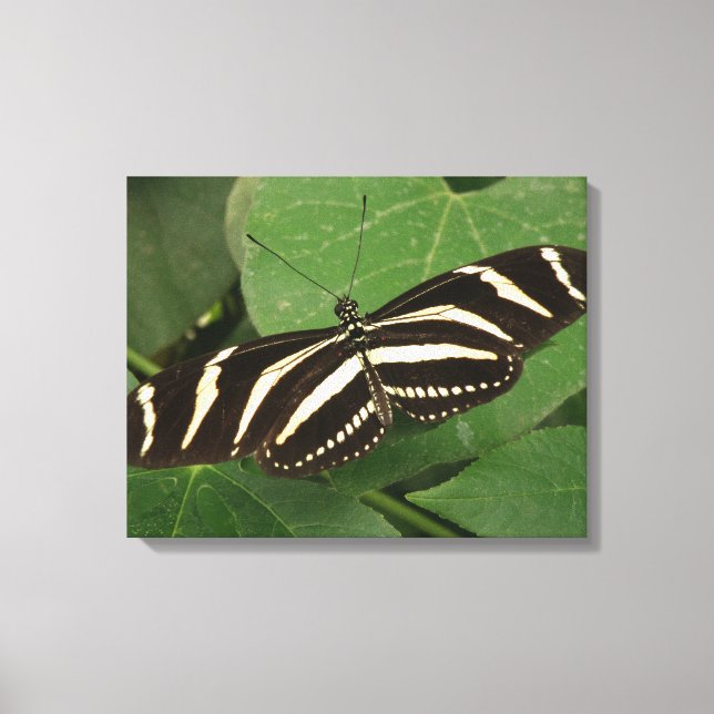 Zebra Longwing Butterfly Canvas Print (Front)