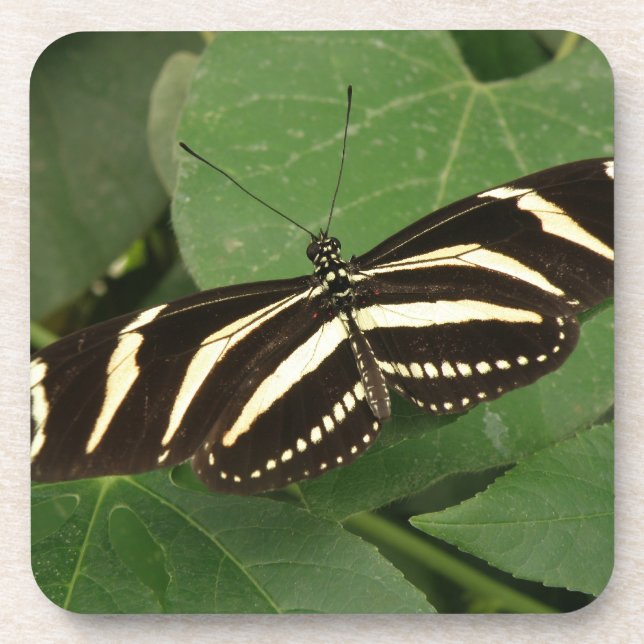 Zebra Longwing Butterfly Cork Coaster (Front)