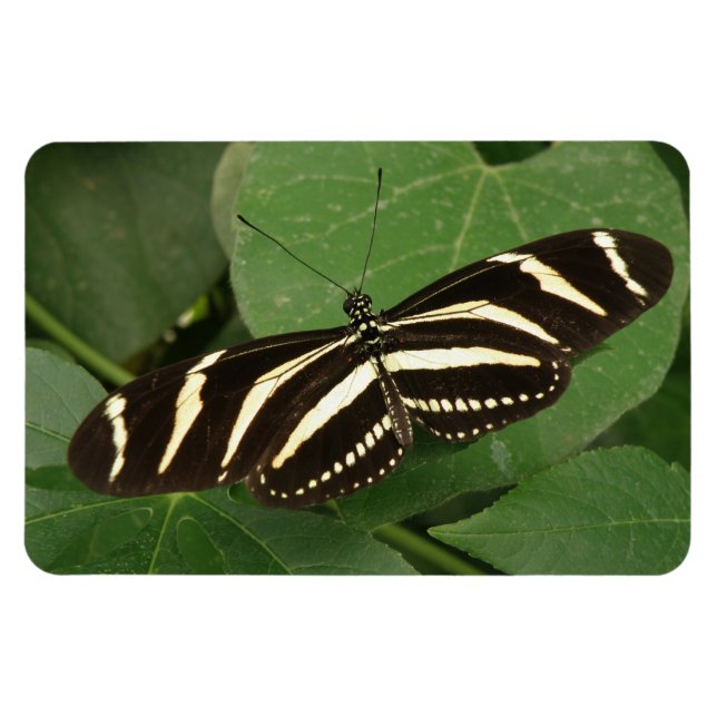Zebra Longwing Butterfly Flexi Magnet (Horizontal)