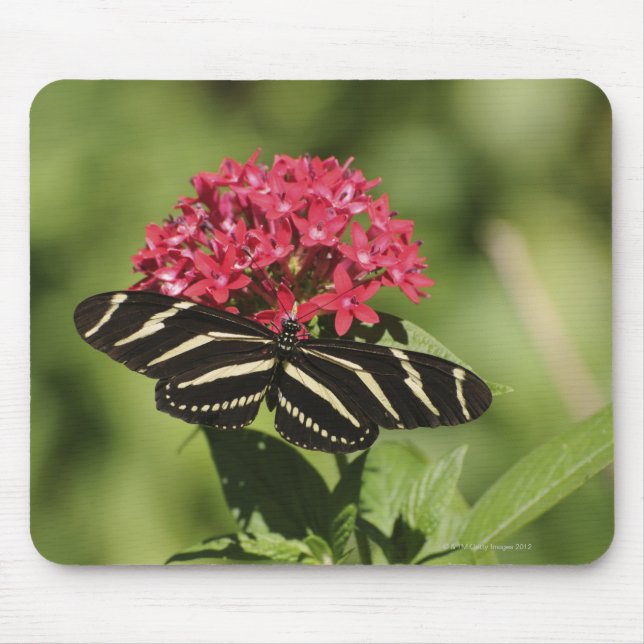 Zebra longwing butterfly, Heliconius Mouse Mat (Front)