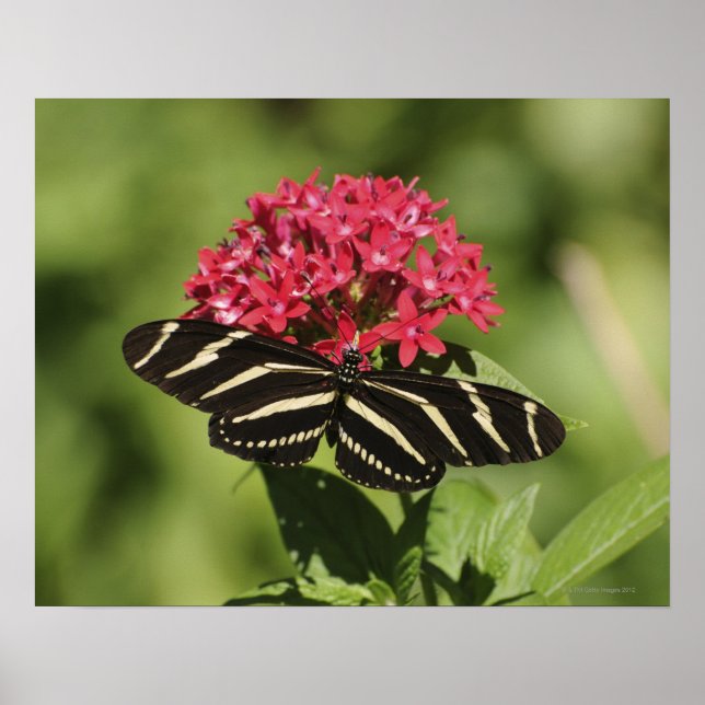 Zebra longwing butterfly, Heliconius Poster (Front)