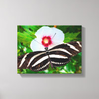 Zebra longwing butterfly on a Hibiscus Red Heart